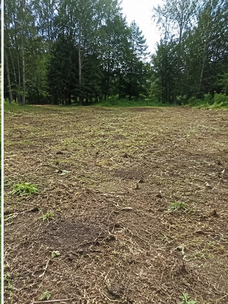 Уничтожение борщевика